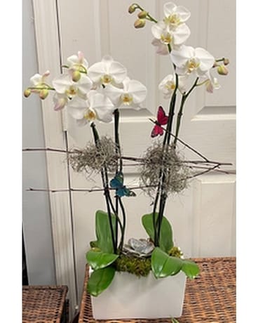 ORCHID POT-DOUBLE DOUBLE Plant