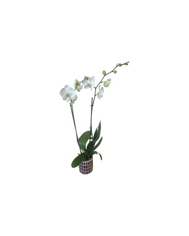 DOUBLE WHITE ORCHID IN MOSAIC POT Plant