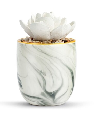 SUCCULENT OIL DIFFUSER Gifts