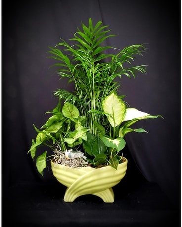 RETRO EJN ROCK GARDEN in GREEN Plant