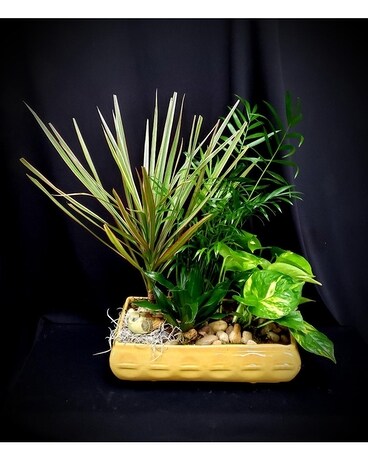 RETRO EJN ROCK GARDEN in YELLOW Plant