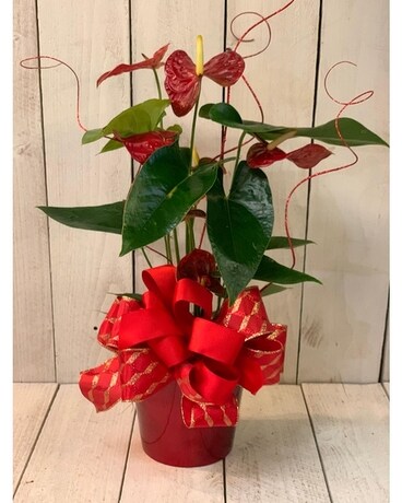 Anthurium