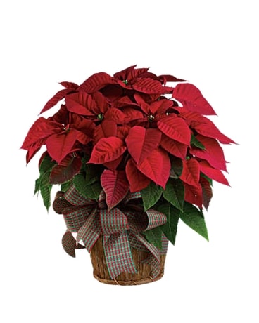Poinsettia Flower Arrangement