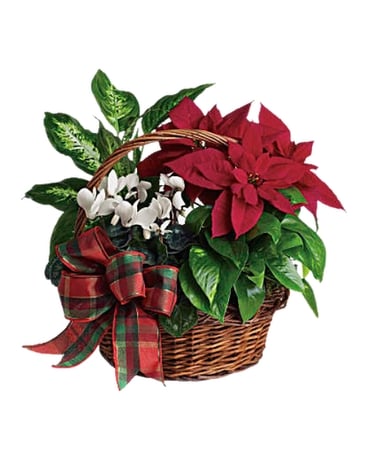 Holiday Dish Garden Dish Garden Plant