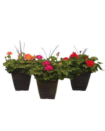 Geranium Patio Pot Plant