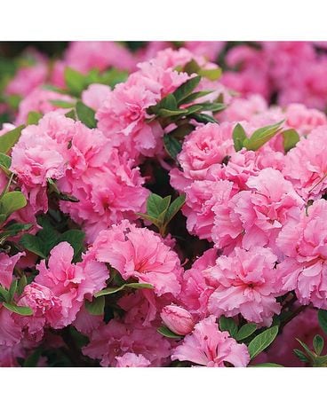 Abundant Azalea Plant