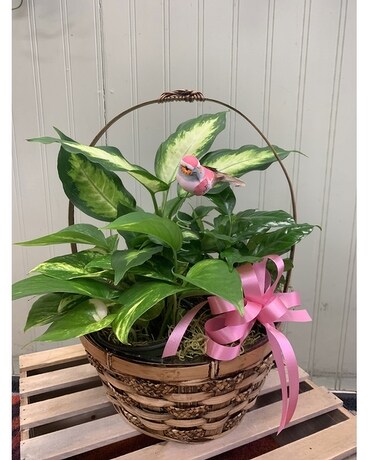 Small Basket Garden Dish Garden Plant