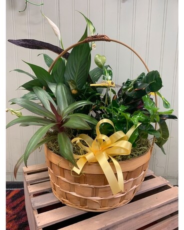 Medium Basket Garden Dish Garden Plant