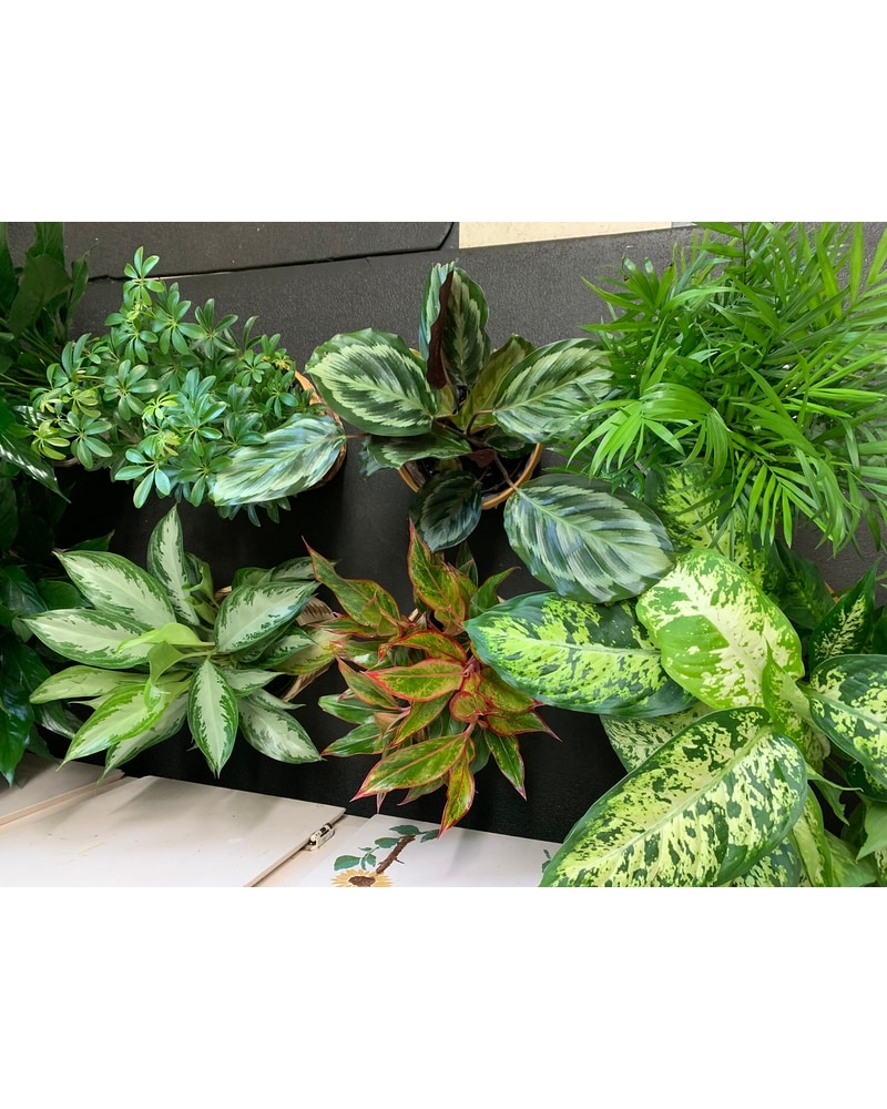 Green Plant in Meridian ID - The Flower Place