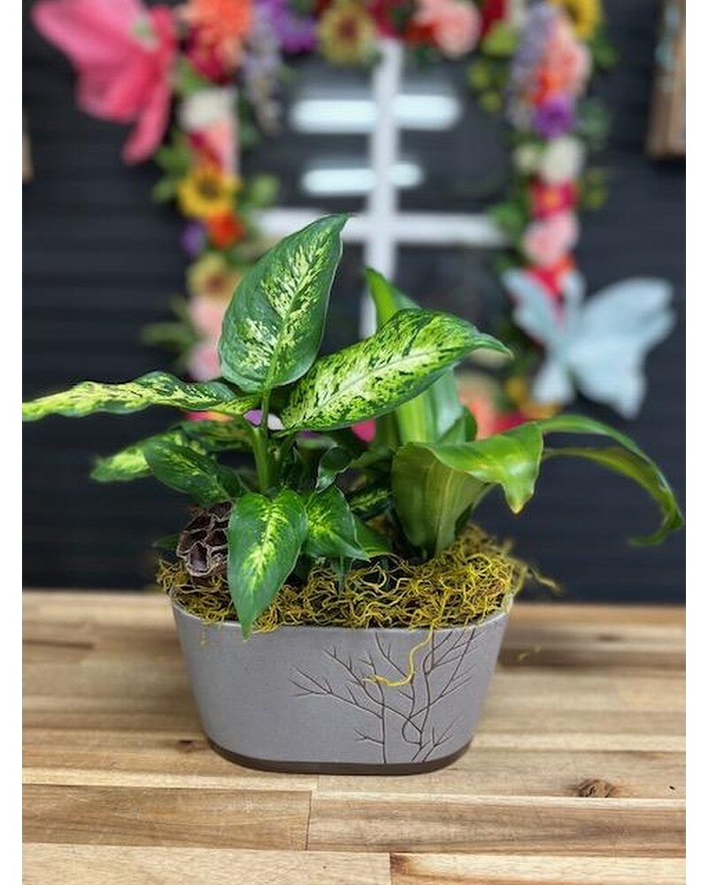 Plants Delivery Meridian ID - The Flower Place