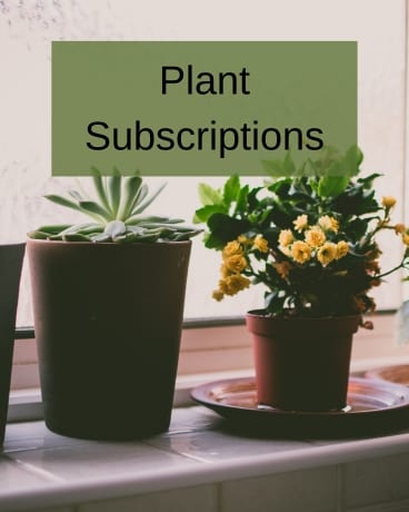 Plant Subscriptions Flower Arrangement