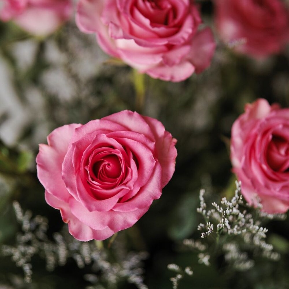 Classic Pink Rose in Milwaukee WI - Belle Fiori