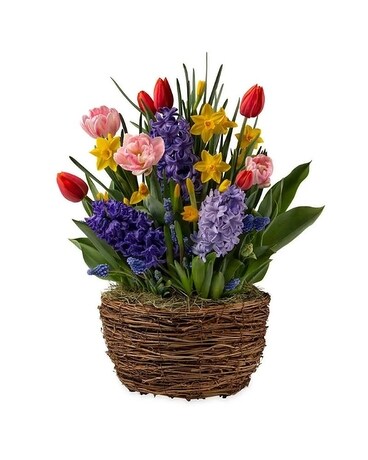 Spring Bulb Garden Plant