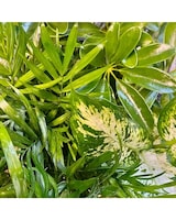 In an upgraded pot size,  inches height and  inches wide.