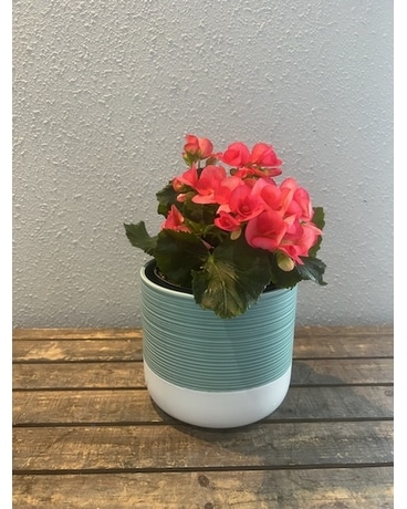 Beautiful Begonia Plant