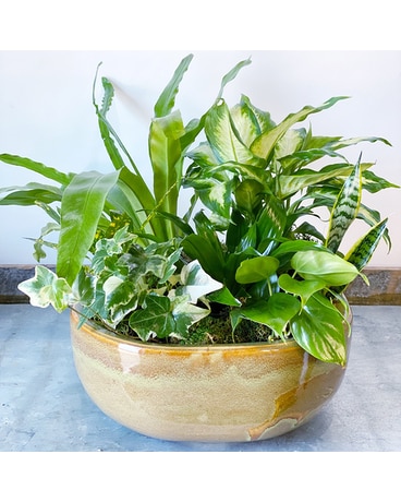 Large Dish Garden Plant