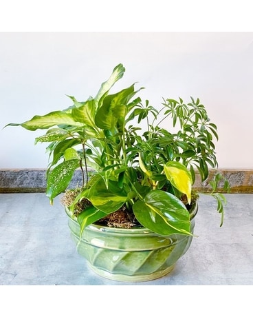 Medium Dish Garden Plant