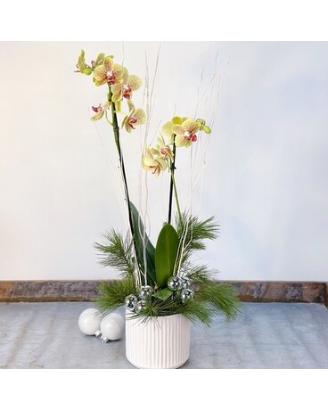Winter Orchid