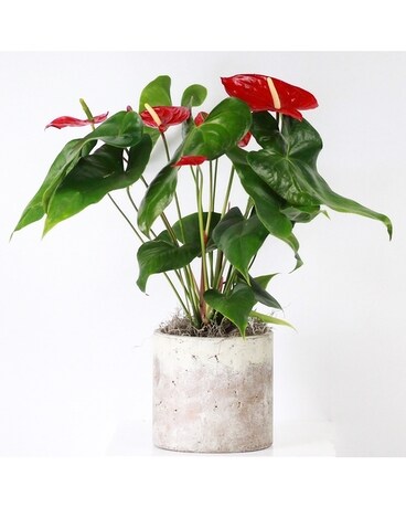 Adoration Anthurium Plant