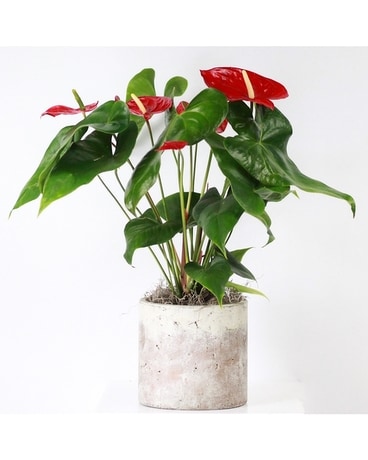 Adoration Anthurium Plant