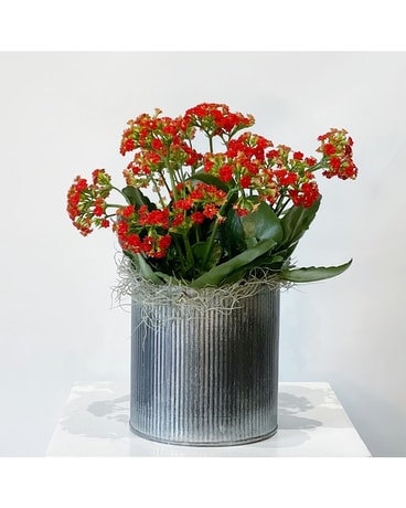 Kalanchoe Kiss Plant