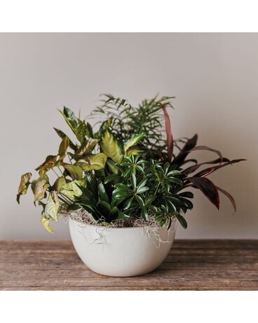 variegated monstera Shop Variegated Monstera Albo Cutting Plant
