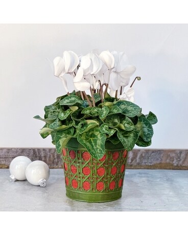 Cyclamen