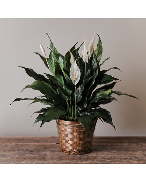 fake plant palm Nearly Natural 5-FT Artificial Golden Cane Palm Tree, Set of 2 Fake Palm Trees with Two Realistic Trunks and 12 Lifelike Palm Fronds, Faux Palm