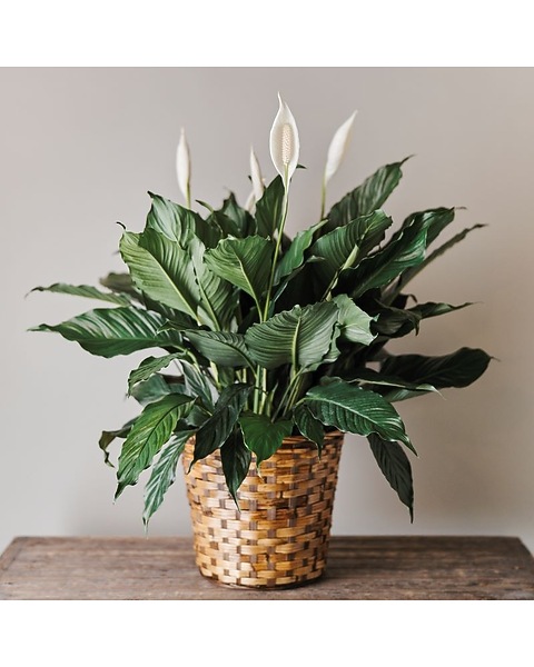 Peace Lily - Large