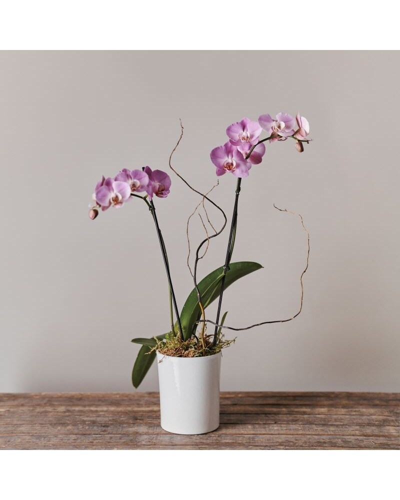 Over The Moon Orchid in Milwaukee WI - Belle Fiori