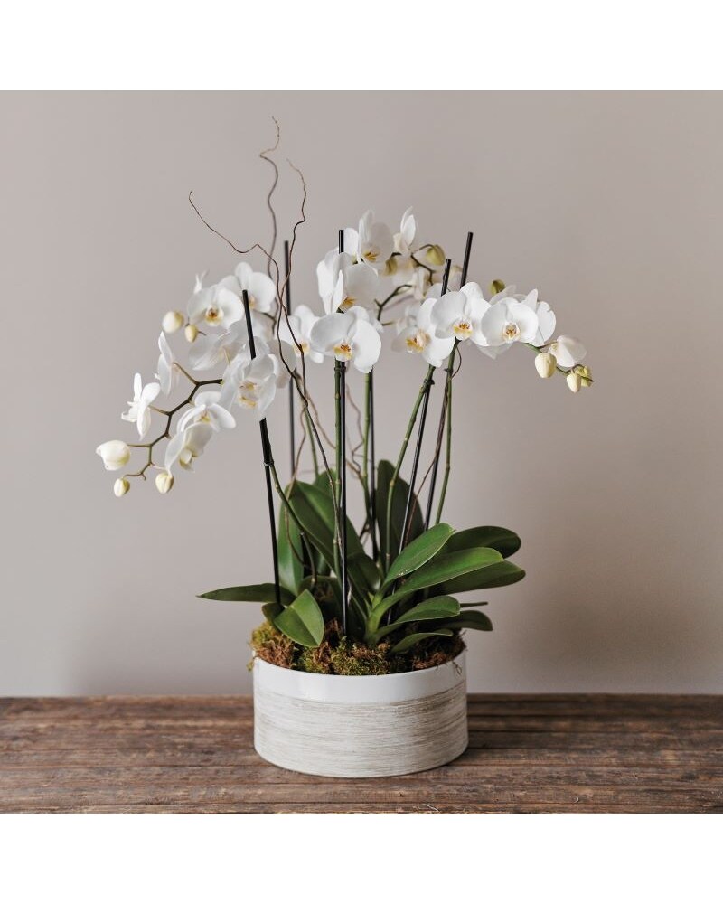 To the Moon & Back in Milwaukee WI - Belle Fiori