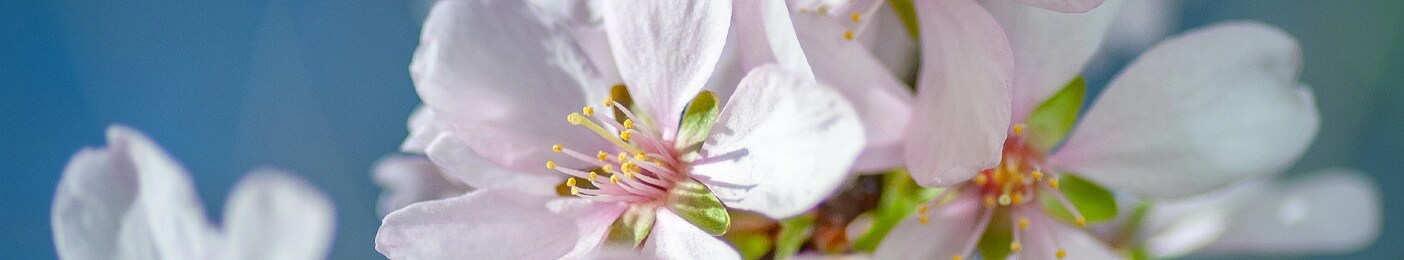 Rekemeier's Banner