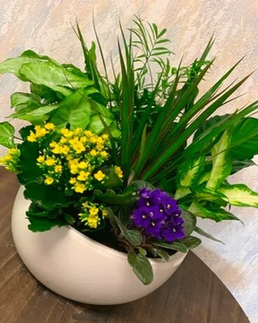 Plaza Blooms Plant Flower Arrangement