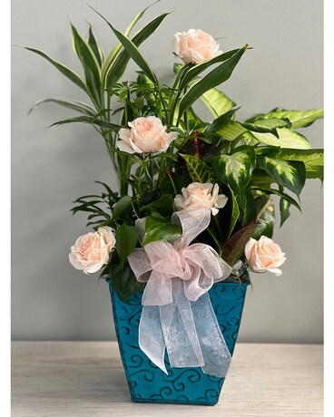 Bold and Blush Plant