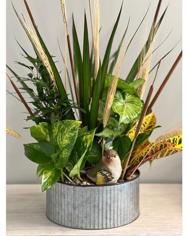 Fall Flutter Plant