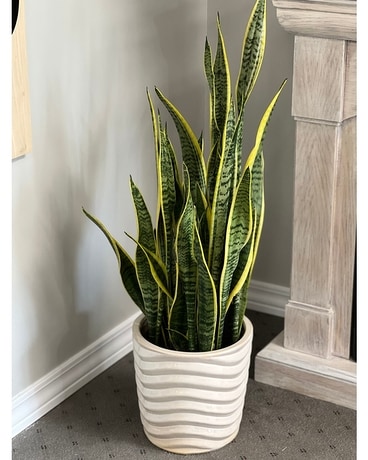 Variegated Laurentii Snake Plant Plant