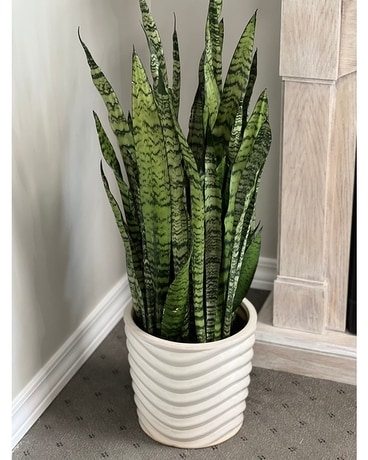Green Zeylanica Snake Plant Plant