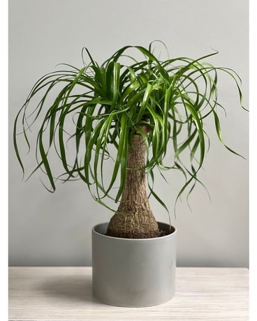 6in Ponytail Palm in Ceramic Plant