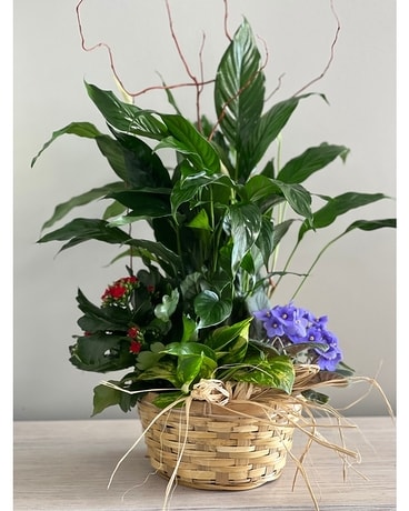 Bloom and Thrive Basket Planter Plant