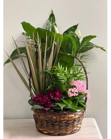 Palatial Planter Plant