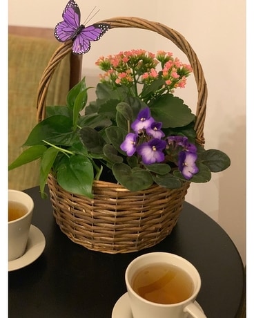 Butterfly Plant Garden Flower Arrangement