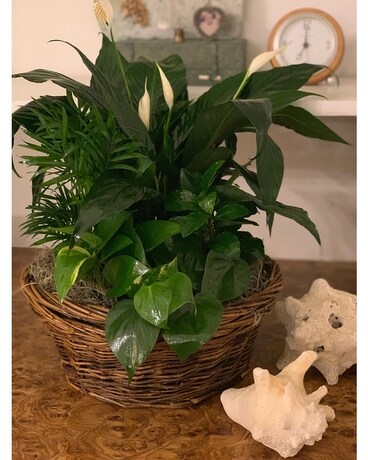 Green Thumb Basket Planter Plant