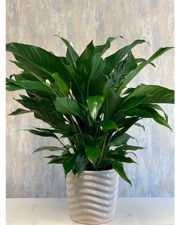 Peace Lily in Ceramic Plant