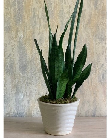 Modern Sansevieria Plant