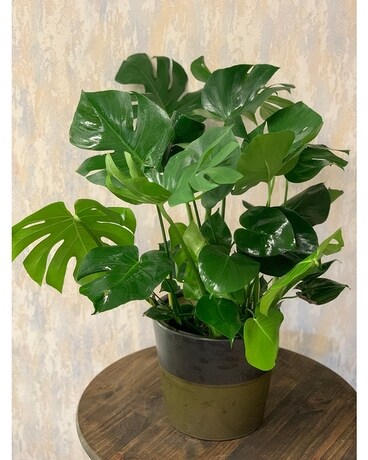 Monstera Plant Plant