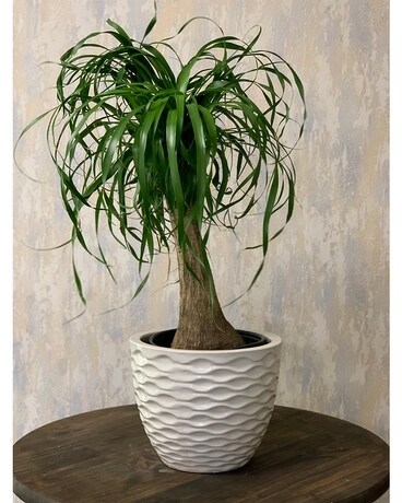 Ponytail Plant Plant