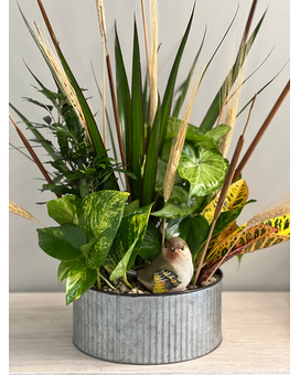 Fall Flutter Plant