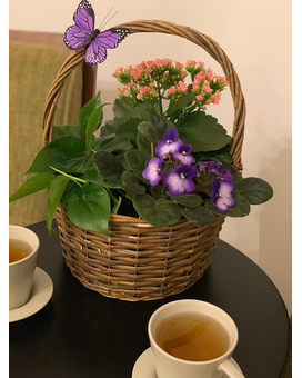 Butterfly Plant Garden Flower Arrangement