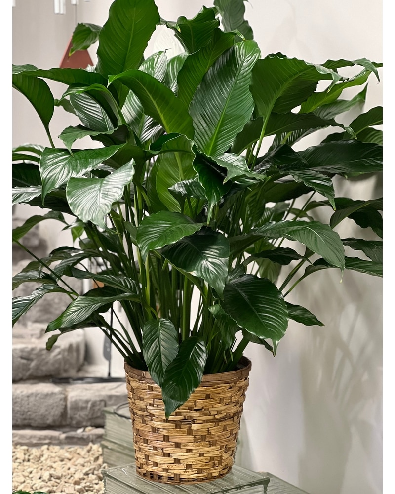 10" Peace Lily - 10" Peace Lily