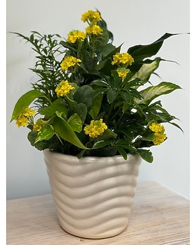 Plant Delivery by Wyoming Stuyvesant Floral